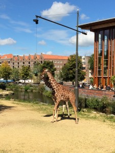 giraffen